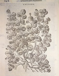 Kapribogyó (Capparis spinosa), Pier Andrea Mattioli metszete alkotó: Pietro Andrea Mattioli