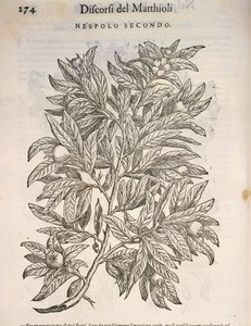 Közönséges naspolya (Mespilus germanica), Pier Andrea Mattioli metszete alkotó: Pietro Andrea Mattioli