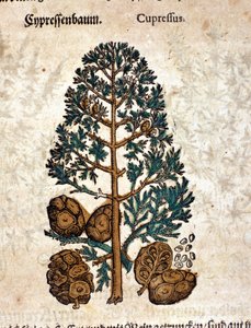 Cyber ​​kúp. Metszet - „” Kreutterbuch Dess magasan tanult és jól ismert Mr. D. Petri Andreae Matthioli”-ban, Pietro Andrea Mattioli (Matthiole) (1500-1577). Frankfurt alkotó: Pietro Andrea Mattioli