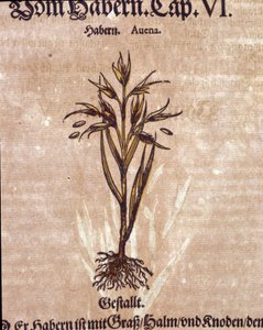 Herbárium: zab. Metszet - a „” Kreutterbuch Dess magasan tanult és jól ismert Mr. D. Petri Andreae Matthioli”-ban, Pietro Andrea Mattioli (Matthiole) alkotó: Pietro Andrea Mattioli