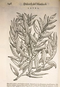Laurel (Laurus), Pier Andrea Mattioli metszete