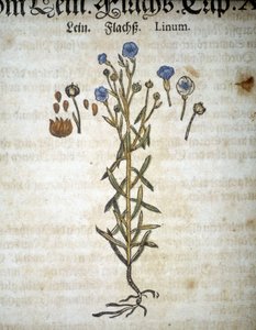 Lin vagy Linum - A "Mattioli Herbáriumban". alkotó: Pietro Andrea Mattioli