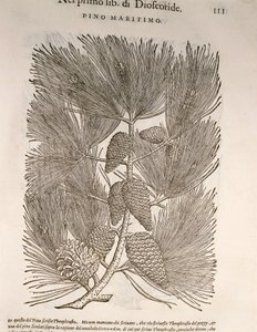 Tengeri fenyő (Pinus pinaster), Pier Andrea Mattioli metszete alkotó: Pietro Andrea Mattioli
