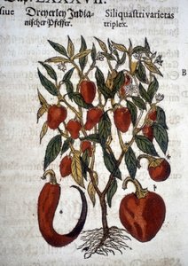 Paprika vagy Siliquaftri varietas triplex - "" Herbier Mattioliban""