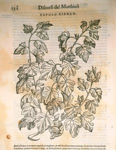 Nyárfa (Populus), Pier Andrea Mattioli metszete