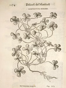 Sempervivum (Kis póréhagyma), Pier Andrea Mattioli metszete alkotó: Pietro Andrea Mattioli
