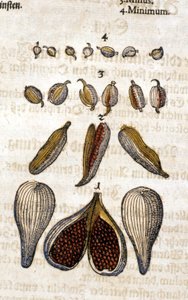 A kardamom. Metszet - a „” Kreutterbuch dess magasan tanult és jól ismert Mr. D. Petri Andreae Matthioli”-ban, Pietro Andrea Mattioli (Matthiole) (1500-1577). Frankfurt alkotó: Pietro Andrea Mattioli