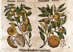 A citrusfélék. Narancs és citromfa. Metszet - a „” Kreutterbuch dess magasan tanult és jól ismert Mr. D. Petri Andreae Matthioli”-ban, Pietro Andrea Mattioli (Matthiole) (1500-1577). Frankfurt