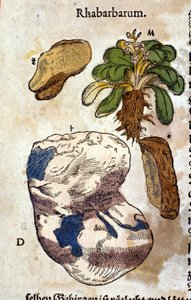 A rebarbara. Metszet - a „” Kreutterbuch dess magasan tanult és jól ismert Mr. D. Petri Andreae Matthioli”-ban, Pietro Andrea Mattioli (Matthiole) (1500-1577). Frankfurt alkotó: Pietro Andrea Mattioli