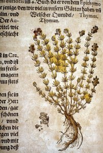 Kakukkfű (Thymus) – A Mattioli Herbáriumban.