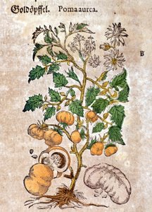 paradicsom Metszet - „” Kreutterbuch Dess magasan tanult és jól ismert Mr. D. Petri Andreae Matthioli”-ban, Pietro Andrea Mattioli (Matthiole) (1500-1577). Frankfurt