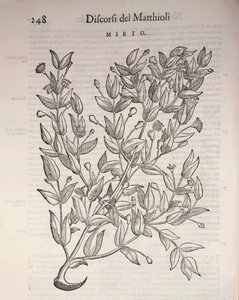 Igazi mirtusz (Myrtus communis), Pier Andrea Mattioli metszete