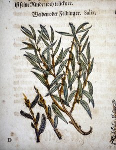 Fűzfa ág - a "" Herbarium mattioliban"" alkotó: Pietro Andrea Mattioli