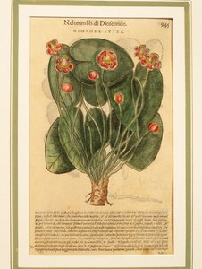 Sárga tavirózsa (Nymphaea lutea), színes metszet alkotó: Pietro Andrea Mattioli