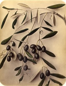 Olajbogyó, 1870-es évek (albumnyomat) alkotó: Pietro Guidi
