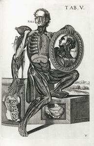 V. tábla az „Anatómiai táblázatokból” alkotó: Pietro da Cortona