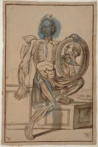 Ms Hunter 653 V. tábla anatómiai rajz, 1610 körül (ceruza és kréta papíron)