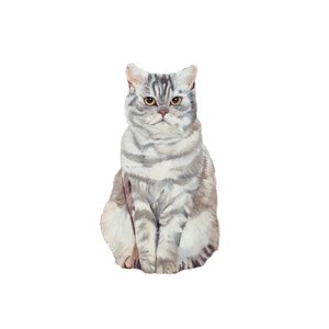 Selkirk Rex, 2014 (akvarell és gouache, papír)