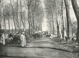 Arab vásár és piac, Boufarik, Algéria, 1895.