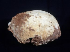 A Hypselosaurus Priscusnak tulajdonított tojás: a Provence-ban talált nagy dinoszaurusz (kb. 12 m), a késő kréta (-65 millió év) növényevő. Aix en Provence-i Természettudományi Múzeum. alkotó: Prehistoric Prehistoric