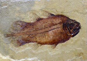 A karbon coelakant fosszilis lábnyoma (objektum) alkotó: Prehistoric Prehistoric