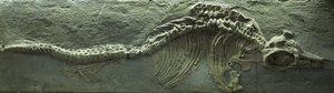 Ichthyosaurusz fosszília, jura (Lias) időszak alkotó: Prehistoric Prehistoric