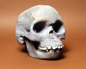 Piltdown embere: egy primitív ember koponyája, a Woodward és Dawson által felfedezett láncszem a majom és az ember közötti evolúciós láncban. A koponya egyik példánya, amelyet a milánói Természettudományi Múzeumban őriznek. alkotó: Prehistoric Prehistoric