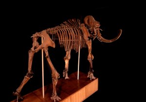 Őstörténet, dinoszaurusz: mamutcsontváz, Párizs, Természettudományi Múzeum alkotó: Prehistoric Prehistoric