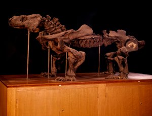 Őskori; dinoszauruszok: az ichtioszaurusz csontváza. Párizs, Természettudományi Múzeum alkotó: Prehistoric Prehistoric