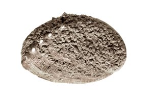 Őskori művészet: kagylókövület. A barcelonai La Riera barlangból (fotó) alkotó: Prehistoric Prehistoric