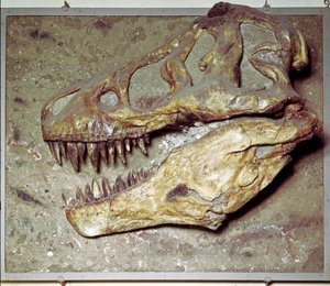 Őstörténet: Dinosaur koponya Tyrannosaurus rex (T Rex vagy tyrannosaurus). Kréta időszak. Museo Civico di Storia Naturale, Milánó alkotó: Prehistoric Prehistoric