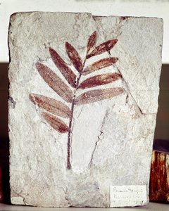 Őstörténet: mészkőben található ágkövület a Bolca-hegy (Olaszország) helyéről. Eocén időszak. Museo Civico di Storia Naturale, Milánó alkotó: Prehistoric Prehistoric
