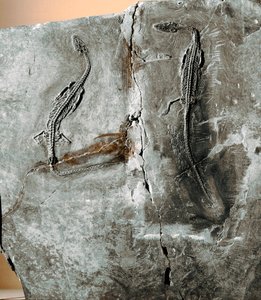Őstörténet: dinoszaurusz-fosszilis pachycephalosaurus. Kréta időszak. Polgári Természettudományi Múzeum, Milánó alkotó: Prehistoric Prehistoric