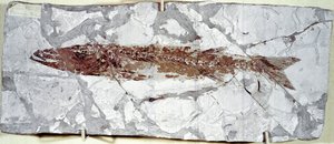 Őstörténet: Sphyraena Bolcensis halkövület a Bolca-hegy helyéről (Olaszország). Eocén időszak. Polgári Természettudományi Múzeum, Milánó alkotó: Prehistoric Prehistoric