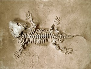 Őstörténet: Seymouria Biolorensis kétéltű hüllő kövületei Texasból az Egyesült Államokban. Permi időszak. Polgári Természettudományi Múzeum, Milánó alkotó: Prehistoric Prehistoric