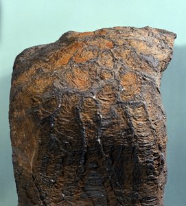 Őstörténet: Stromatolit (vagy stromatolit) kövülete, tengeri kőzet, archeozoikum korszak. Mauritániában találták meg. alkotó: Prehistoric Prehistoric