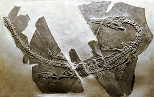Őstörténet: az Askeptosaurus italicus vízi hüllő kövülete Besanoból (Olaszország). A középső triász időszaka. Museo Civico di Storia Naturale, Milánó alkotó: Prehistoric Prehistoric