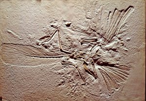 Őstörténet: az Archeopteryx (archeopteryx) Lithographica madár kövülete Solnhofen (Németország) lelőhelyéről. Superior Jurassic. Museo Civico di Storia Naturale, Milánó alkotó: Prehistoric Prehistoric