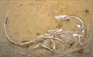 Őstörténet: a Coelophysis dinoszaurusz kövülete. A felső-triász időszaka. Museo Civico di Storia Naturale, Milánó alkotó: Prehistoric Prehistoric