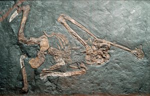 Őstörténet: a Bamboli-hegyről (Grosseto) származó nagy főemlős Oreopitheque (Oreopithecus bambolii) kövülete. Miocén korszak. Polgári Természettudományi Múzeum, Milánó alkotó: Prehistoric Prehistoric