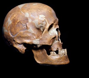 Őstörténet: a Homo sapiens (Cro-Magnoni ember vagy Cro magnon vagy Cromagnon) fosszilis koponyája Chancelade-ből (Dordogne). A magdaléni, felső paleolitikum kultúrája. Kr.e. 15.000. Polgári Természettudományi Múzeum, Milánó – Őstörténet: Homo sapiens Cro-M alkotó: Prehistoric Prehistoric