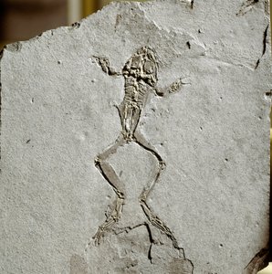 Őstörténet: békakövület a spanyolországi Pueyoi da Tervel lelőhelyről. Miocén korszak. Polgári Természettudományi Múzeum, Milánó alkotó: Prehistoric Prehistoric
