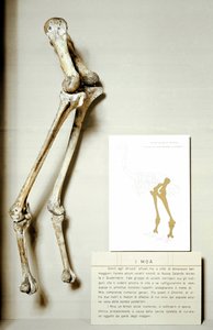 Őstörténet: Moa Dinornis lábainak csontváza, új-zélandi óriási fosszilis madarak, amelyek nem repülnek. Kréta időszak. Museo Civico di Storia Naturale, Milánó alkotó: Prehistoric Prehistoric