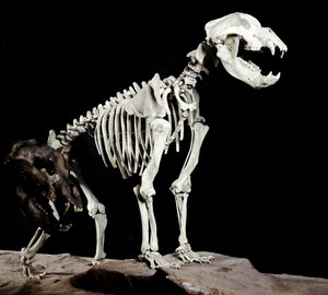 Őstörténet: a barlangi medve (Ursus spelaeus) csontváza a Banditák barlangjaitól az olaszországi Roaschiáig. A pleisztocén időszaka. Polgári Természettudományi Múzeum, Milánó alkotó: Prehistoric Prehistoric