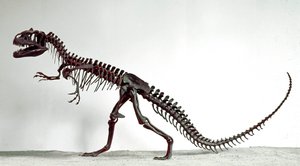 Őstörténet: az Allosaurus fragilis dinoszaurusz csontváza. A felső jura időszaka. Polgári Természettudományi Múzeum, Milánó alkotó: Prehistoric Prehistoric