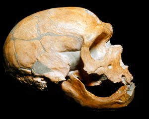 Őstörténet: a szentek kápolnája emberének koponyája, neandervölgyi ember (neandervölgyi vagy neandervölgyi: Homo sapiens), paleolitikum. 1908-ban újraegyesült Correze-ben. Civico di Storia Naturale Múzeum, Milánó – Őstörténet: emberi koponya a la-ból alkotó: Prehistoric Prehistoric