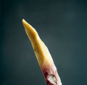 Őstörténet: kovakő csúcsa az Arene Candide nekropoliszból (Finale Liguria), Liguria. Felső paleolitikum, kőkorszak. Gének, régészeti múzeum alkotó: Prehistoric Prehistoric