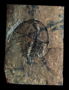 Őstörténet: trilobita Olenellus-kövület (ízeltlábú). A paleozoikum kora, a kambrium időszaka. Keresse Utah-ban, az Egyesült Államokban alkotó: Prehistoric Prehistoric