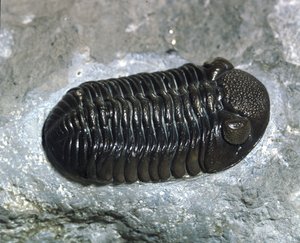 Őstörténet: trilobita Phacops Rana kövület (ízeltlábú). A paleozoikum kora, a devon korszaka. Keresse az Egyesült Államokban, Ohióban alkotó: Prehistoric Prehistoric