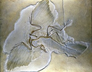 A primitív madarakat Archaeopteryxnek hívták. Komplett kövületeket találtak Bajorországban, a felső jura palákban. alkotó: Prehistoric Prehistoric